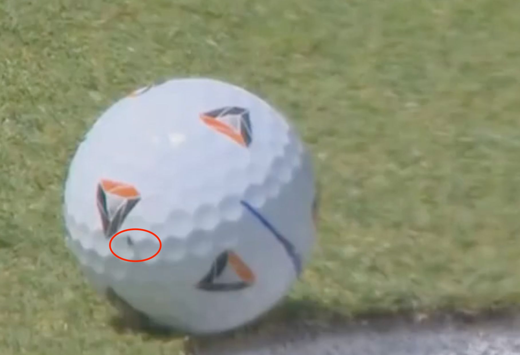 示这只苍蝇, 或许是受到, 无比失落和